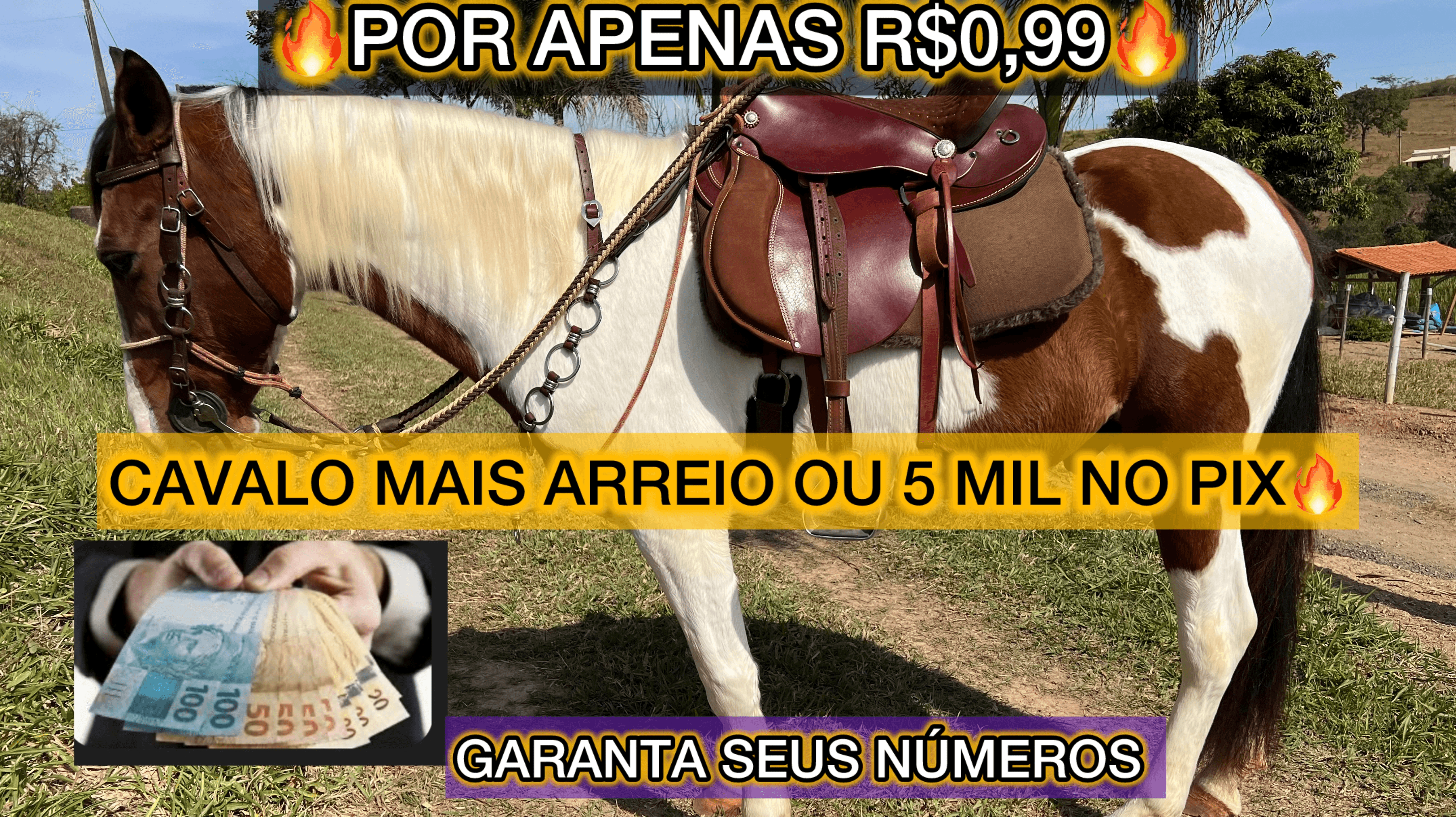 I Ação Fazendinha Oficial Cavalo Pampa 6 para 7 anos com arreio completo ou 5 mil reais no PIX